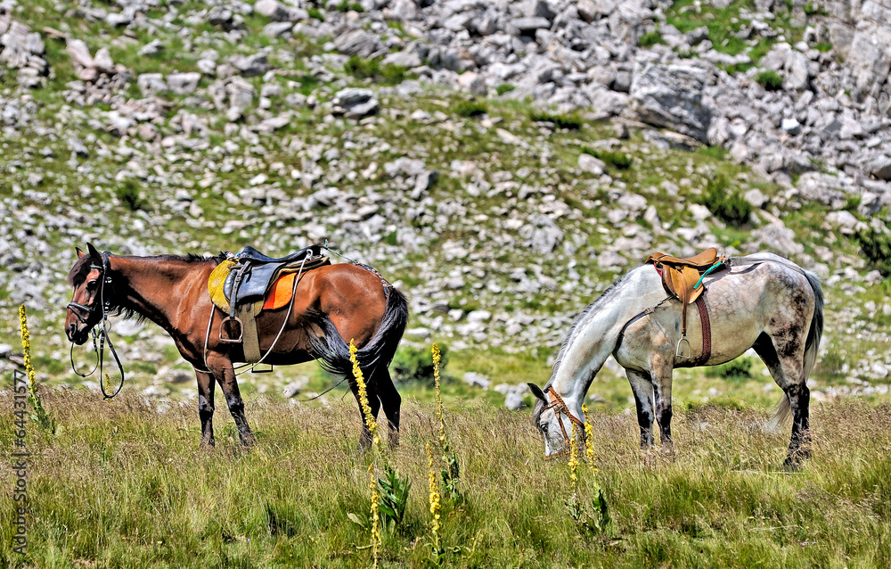 Obraz premium Two Horses from the mountain from Macedonia