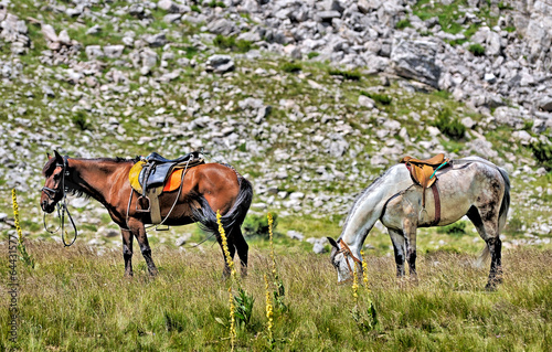 Two Horses from the mountain from Macedonia