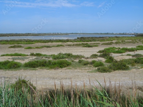 Camargue, France photo