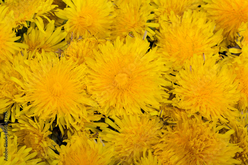 beautiful yellow flower of Dandelion