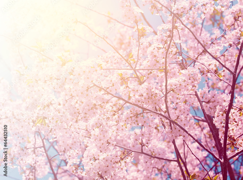 Fototapeta premium Blossoming cherry tree