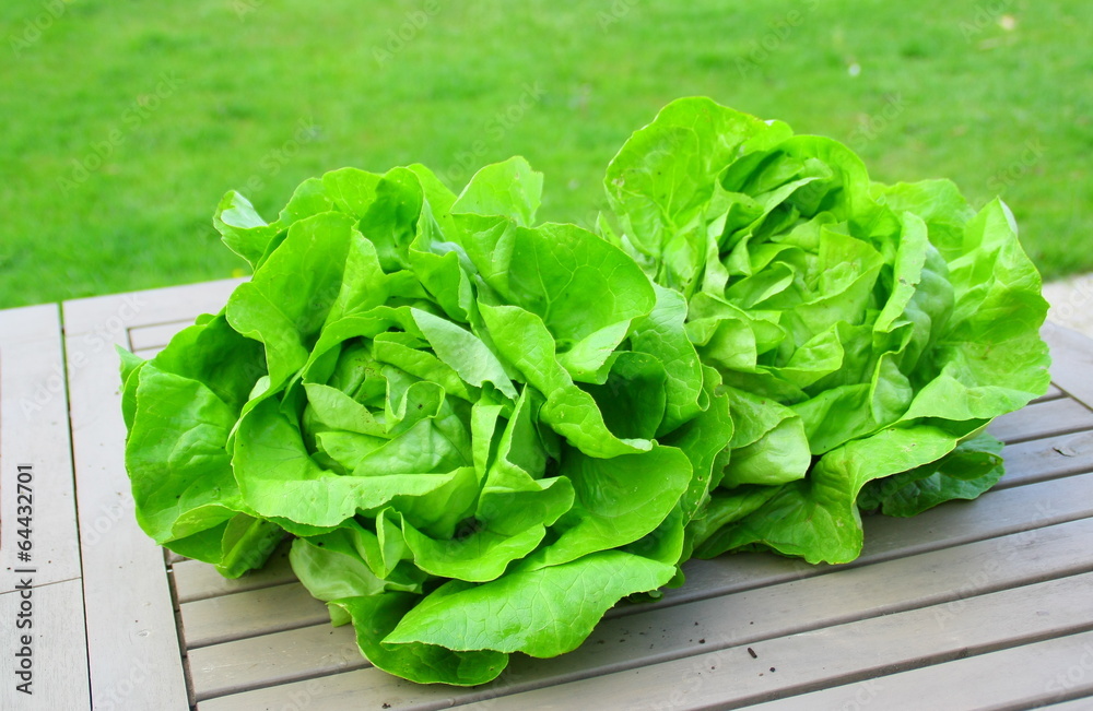 salades fraîches,laitues du jardin salades fraîches,laitues du jardin