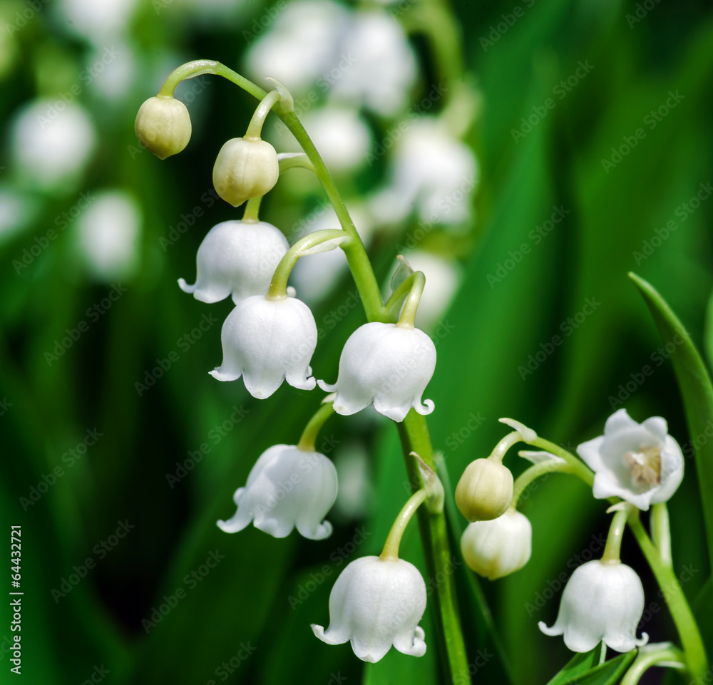 Obraz premium Beautiful muguet on the sun