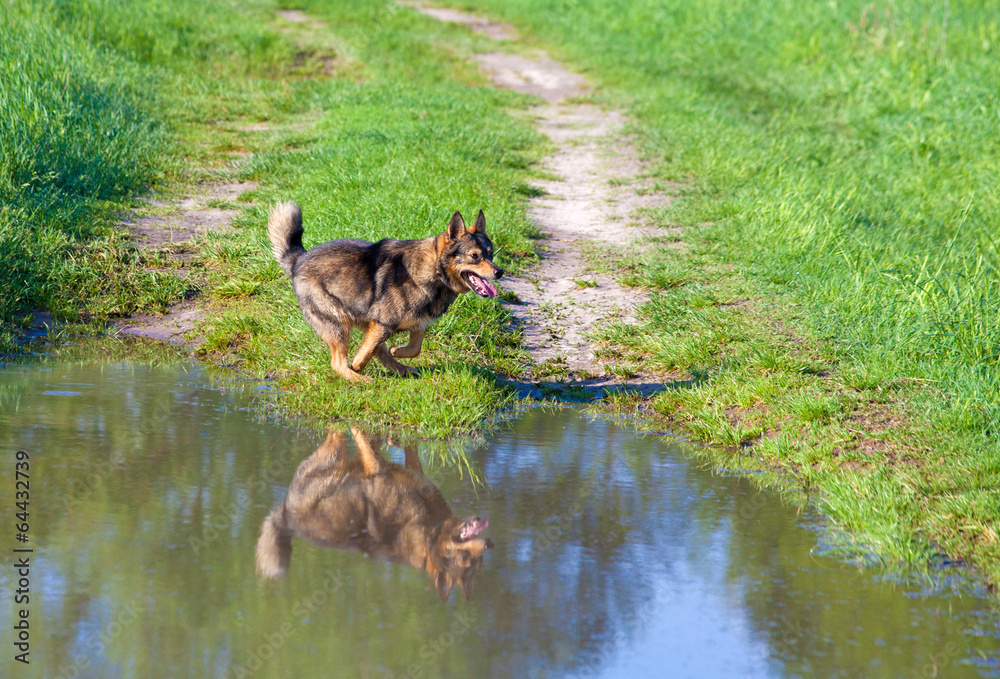 Dog running on the road near puddle Dog running on the road near puddle