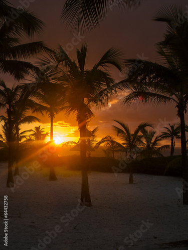 Sunset between palm tree