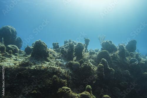 Coral wall