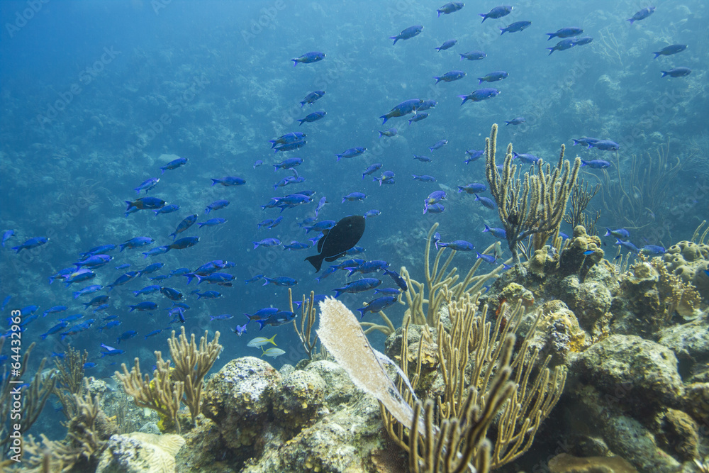 Fototapeta premium School of creole wrasse