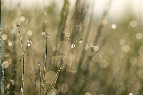 Dew in the grass © Svetoslav Radkov