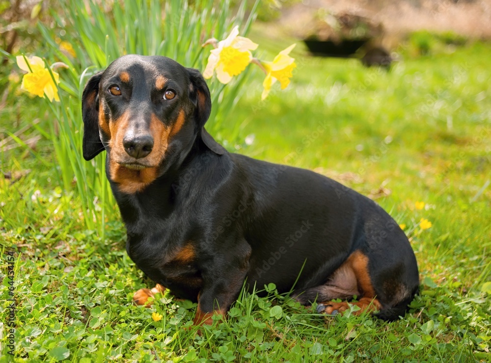 Dachshund Dachshund