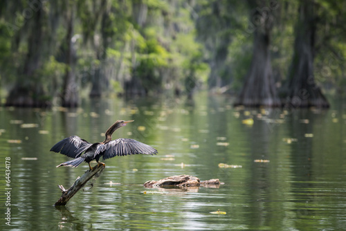 Anhinga Cormorant in a swamp luisiana photo