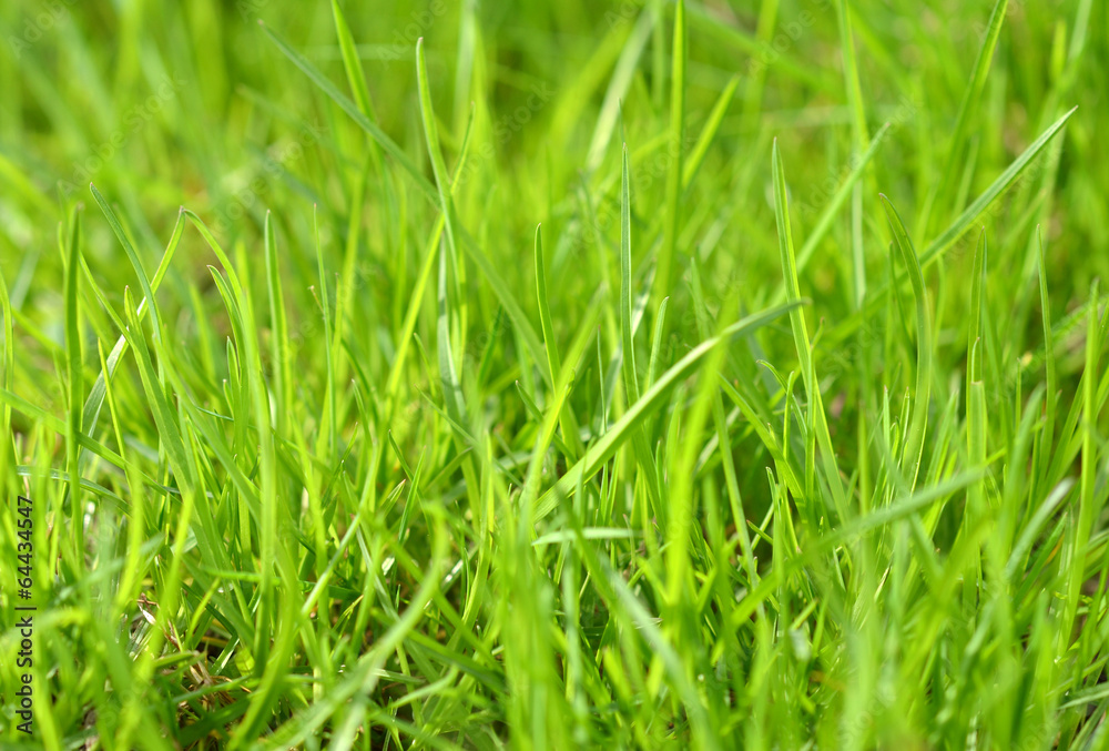 Green grass Green grass