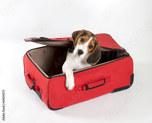 valigia con cane photo