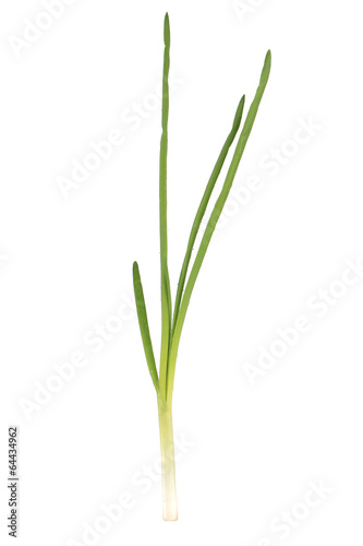 Wallpaper Mural Fresh green onion. Torontodigital.ca