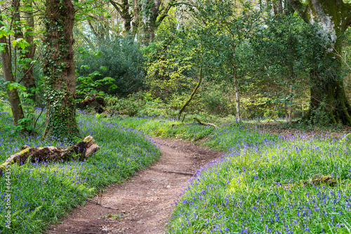 Bluebell Woods photo