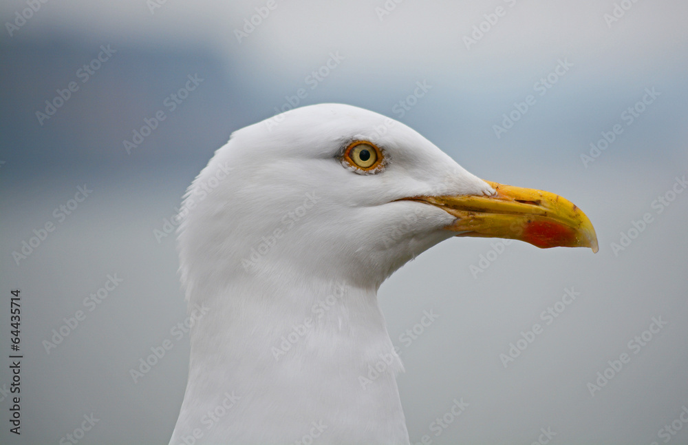 The head of a Seagull looking to the Right The head of a Seagull looking to the Right