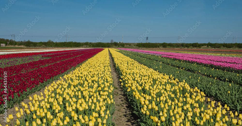 Field of red, yellow and pink colored tulips
