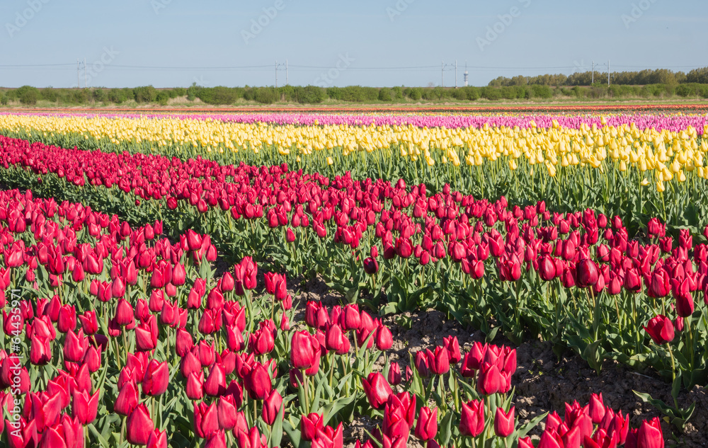 Field of red, yellow and pink tulips