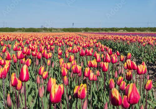 Red and yellow colored tulips