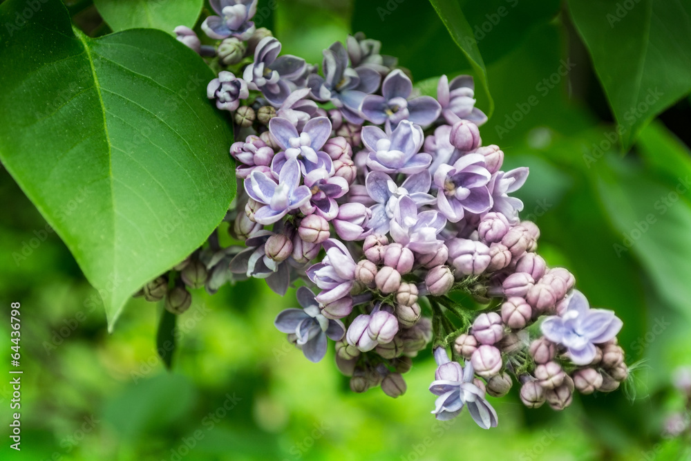 Fragrant lilac orchid