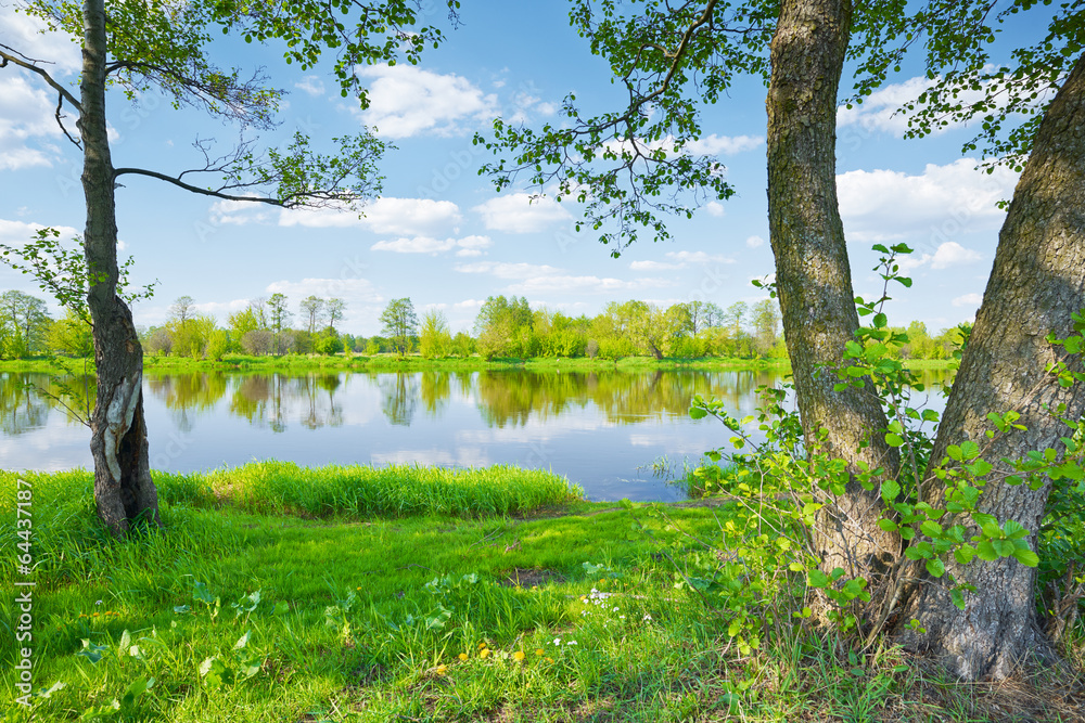 Spring landscape. Trees on riverbank of The Narew River.