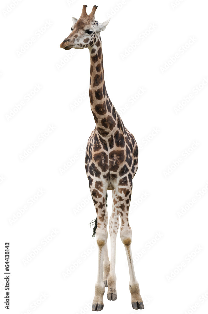 Fototapeta premium Giraffe Isolated