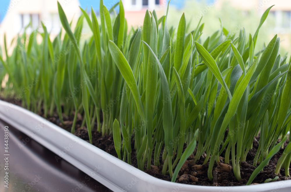 Fototapeta premium Kolendra na parapecie