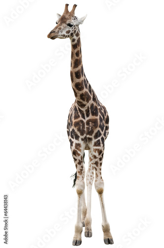 Giraffe Isolated © kdreams02