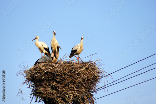 White storks (ciconia ciconia) famly. Work is done . Curious .