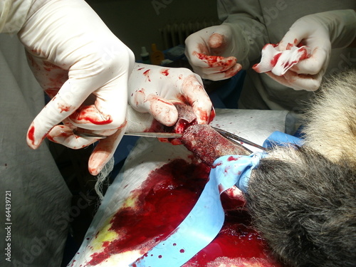 Remove of wounded tail by german shepherd dog