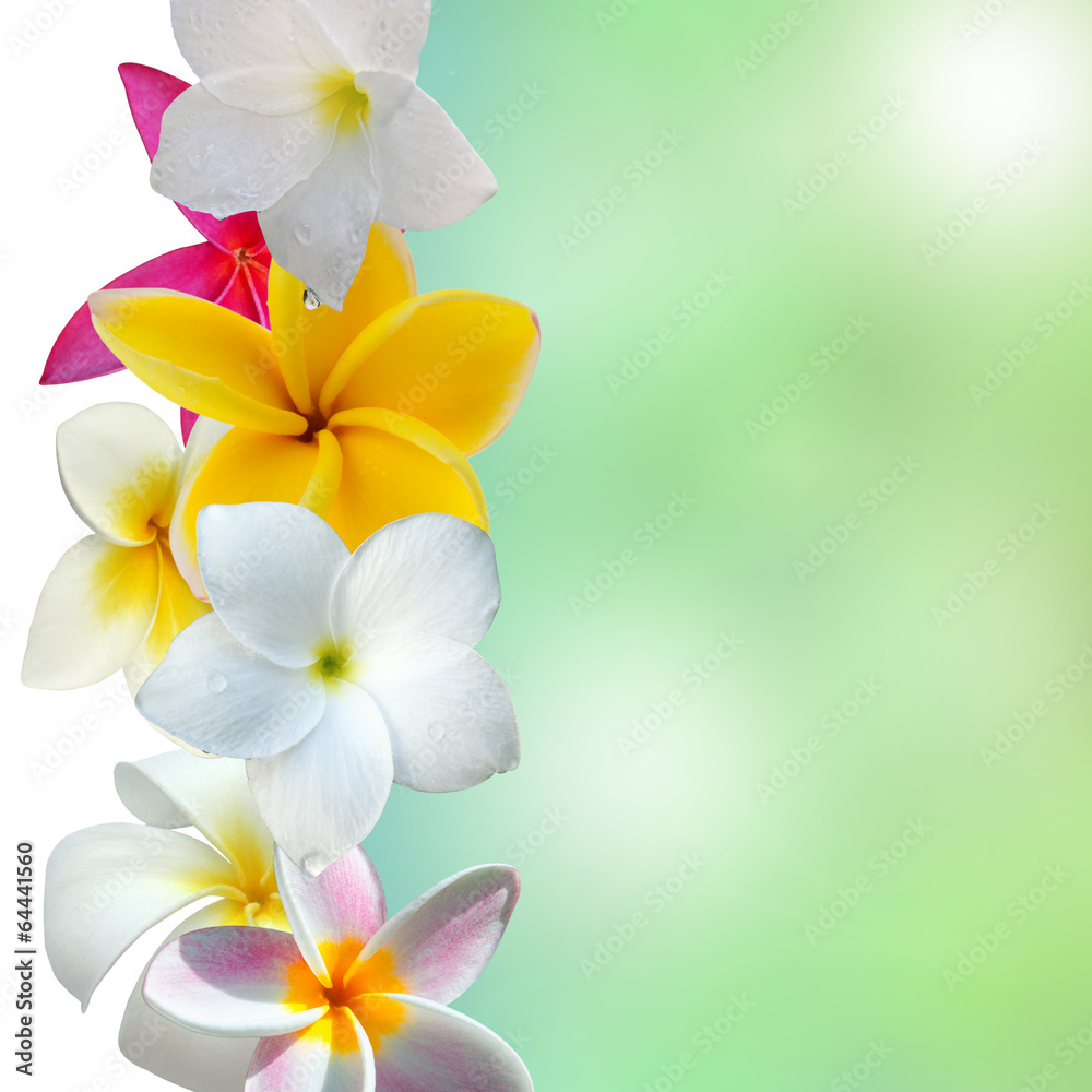fleurs de frangipanier sur fond nature