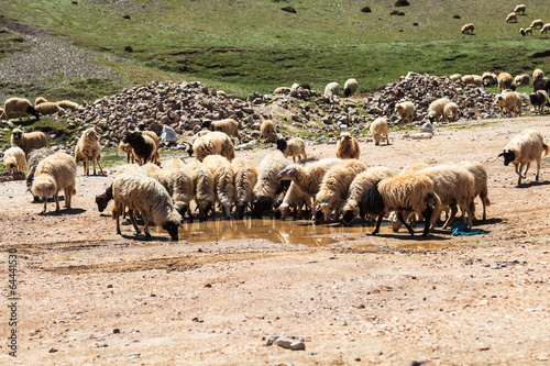 Flock of mountain goats drinking water © takepicsforfun