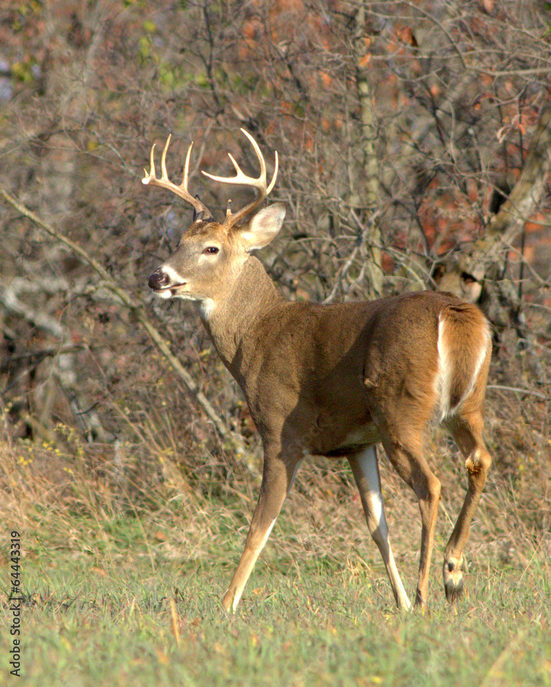 Obraz premium White-tailed Deer