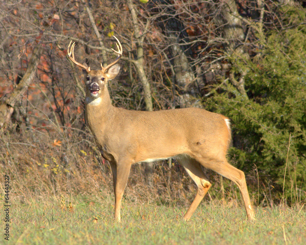 White-tailed Deer White-tailed Deer