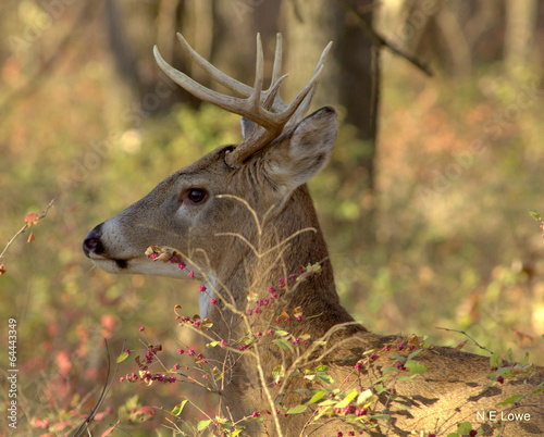 White-tailed Deer