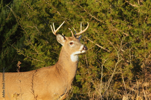 White-tailed Deer