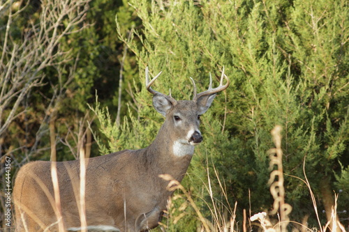 Fototapeta Naklejka Na Ścianę i Meble -  White-tailed Deer