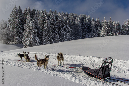 Chiens de traineau photo