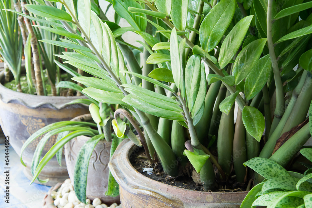 Obraz premium house plant