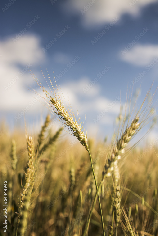 Wheat Wheat