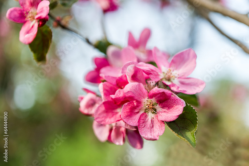 pink blossom apple flowers