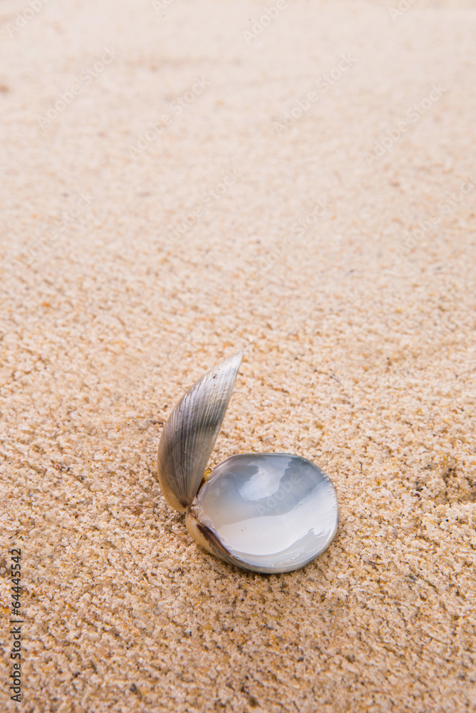 Clam shell on a sandy beach