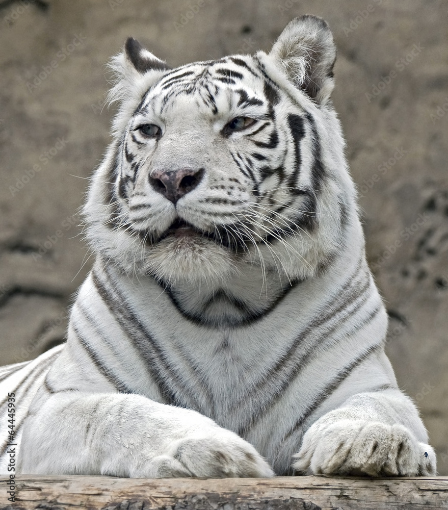Obraz premium White tiger