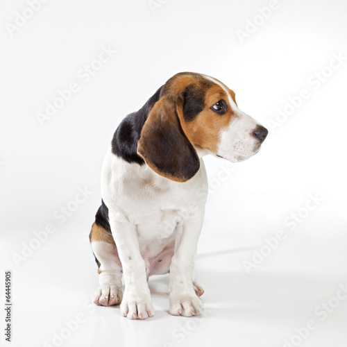 beagle © #moreideas