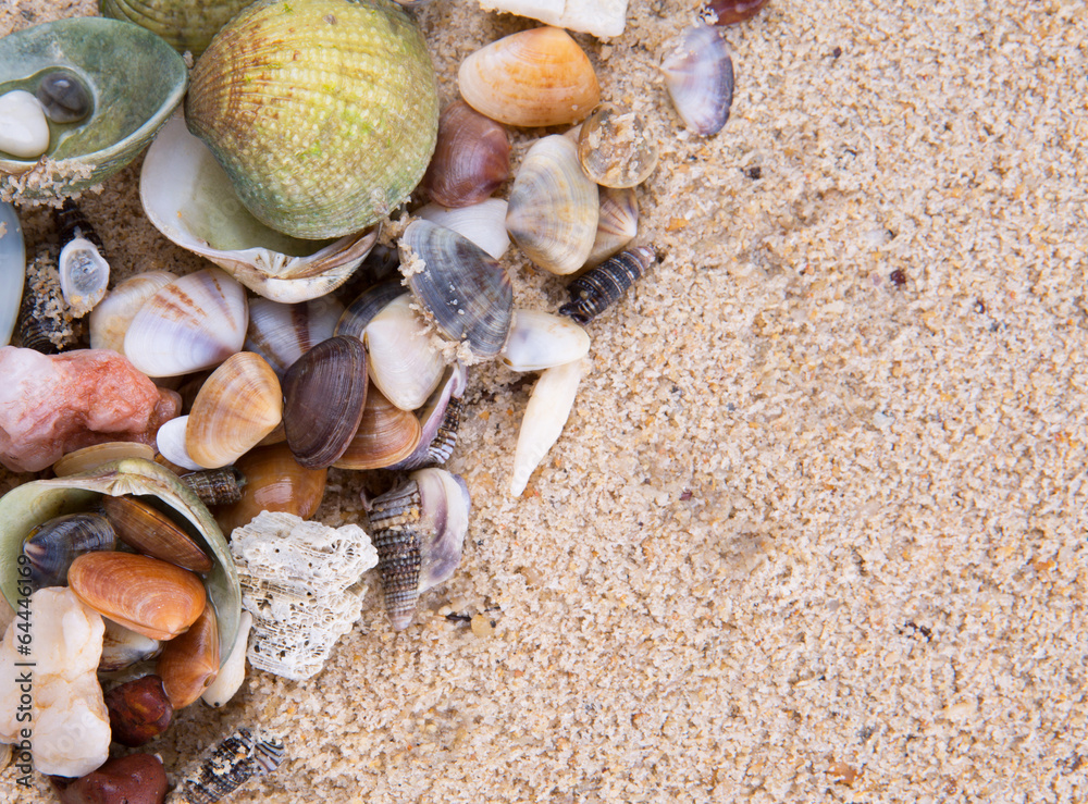 Fototapeta premium A group of different clams and sea shells on a beach sand