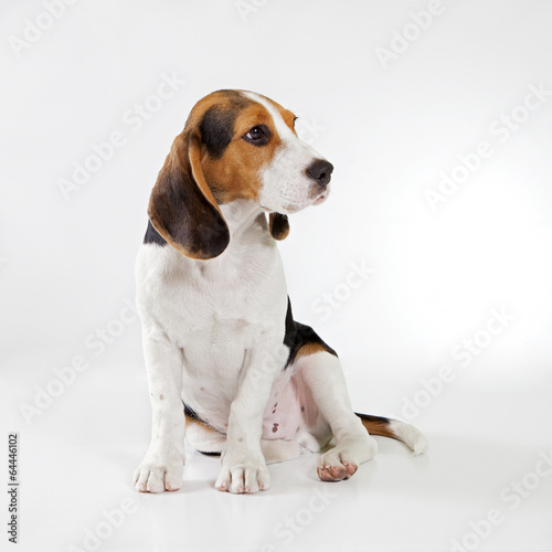 Canvastavla beagle