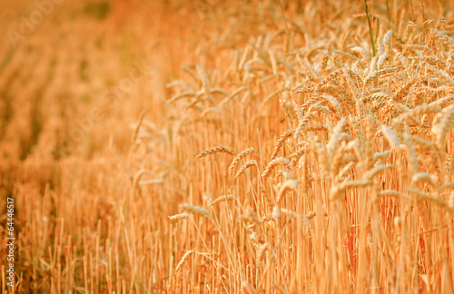 Late afternoon on a wheat field - early evening