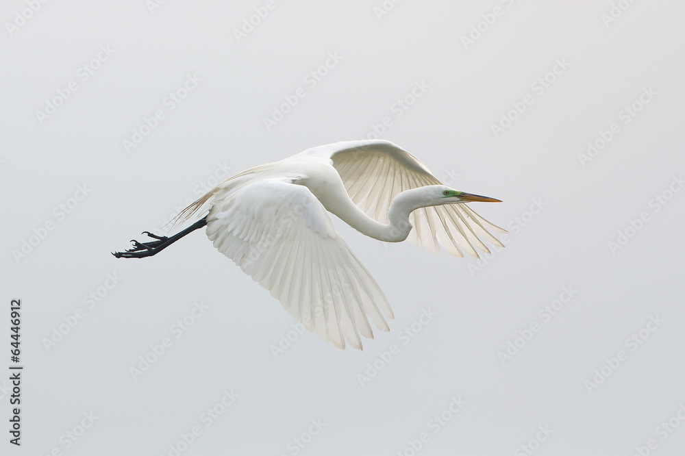 Obraz premium Great Egret in Flight