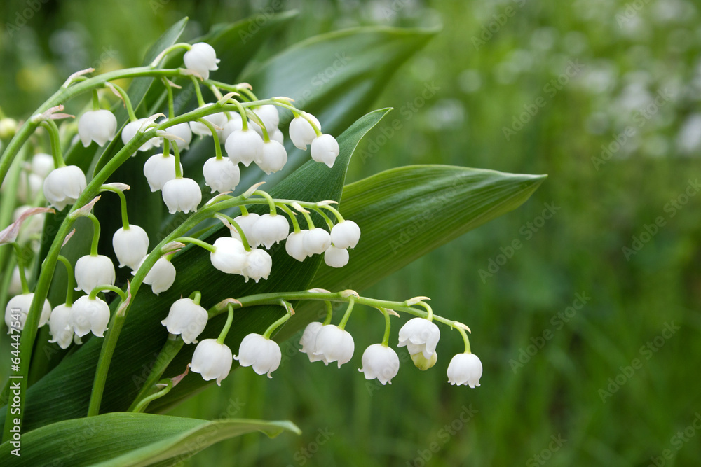 Obraz premium Lily of the valley