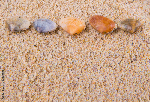 A group of different clams and sea shells on a beach sand