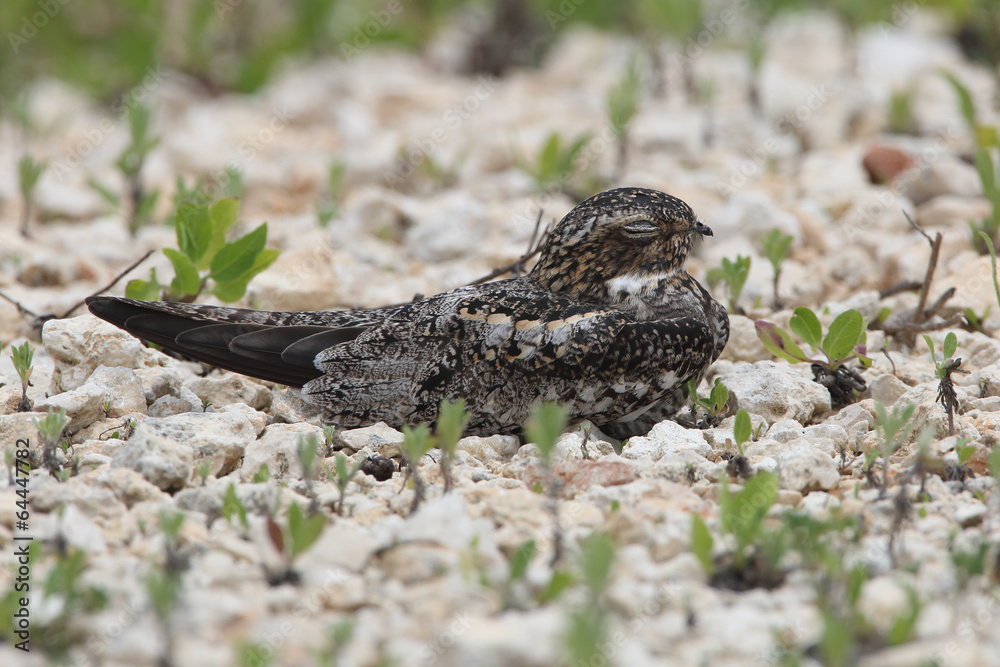 Obraz premium Common Nighthawk Perched on Ground - Texas